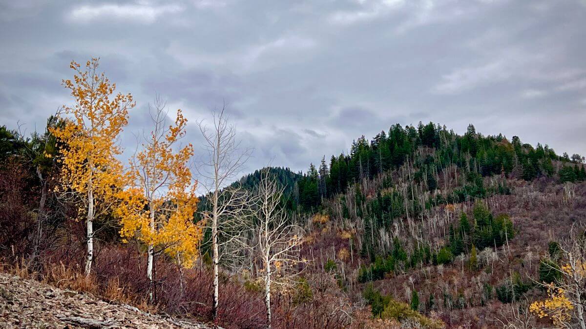 The Oakley Trail Park conservation easement will protect 81 acres.