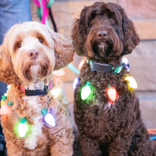 Santa Claus rides down the Town Lift, Park City Mountain Resort