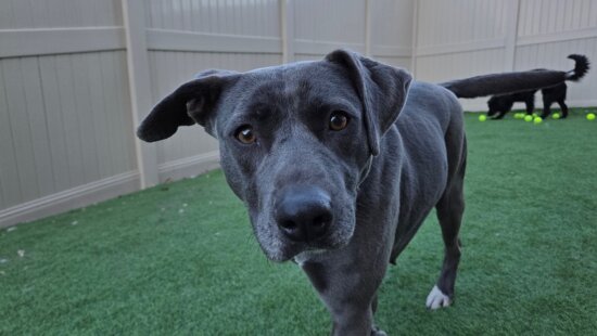 Star, a mother dog rescued during last year’s California wildfire response, is the only dog from the 42-dog rescue effort led by Rocky Mountain K9 Rescue that still needs a home.