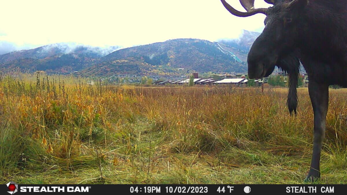 A bull moose is captured on a Swaner Preserve and EcoCenter wildlife camera Oct. 2, 2023, in Park City, Utah. Swaner will host a free online webinar, “The Moose Next Door,” at 6 p.m. MST Feb. 24, 2026, featuring Utah State University Assistant Professor David Stoner on moose ecology, behavior and safe coexistence.