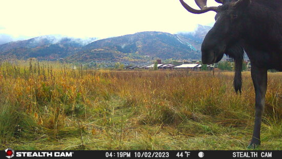 A bull moose is captured on a Swaner Preserve and EcoCenter wildlife camera Oct. 2, 2023, in Park City, Utah. Swaner will host a free online webinar, “The Moose Next Door,” at 6 p.m. MST Feb. 24, 2026, featuring Utah State University Assistant Professor David Stoner on moose ecology, behavior and safe coexistence.