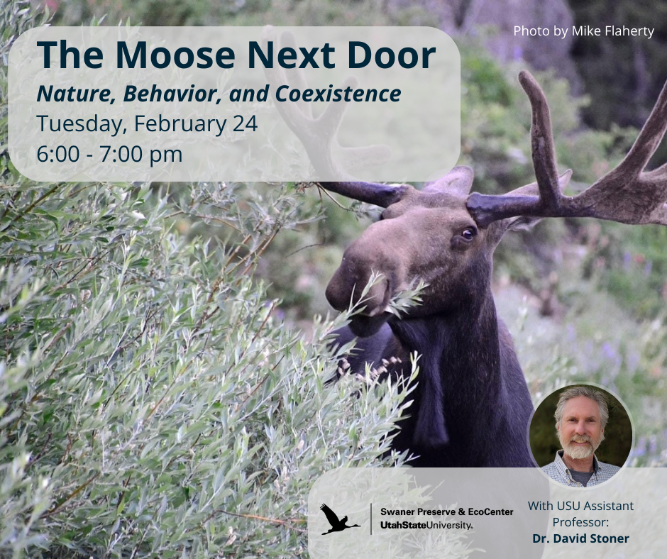 Moose Webinar Square