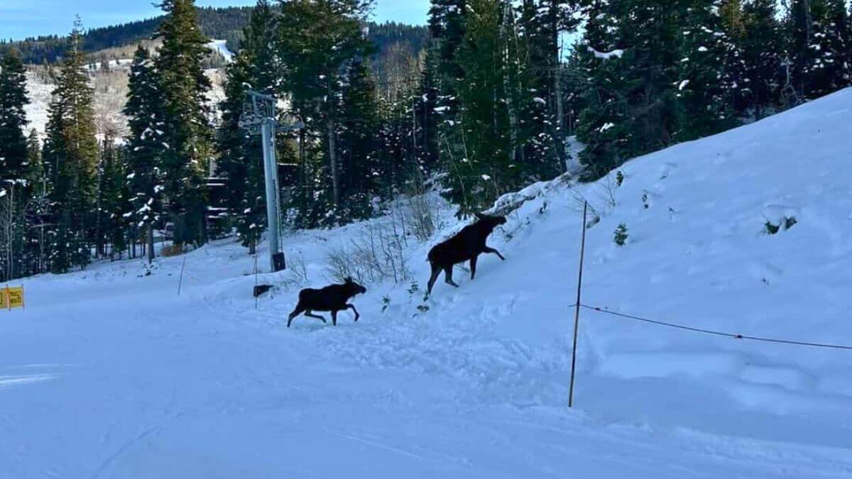 A cow and calf moose were spotted on the slopes at PCMR.