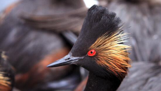 An eared grebe is pictured. Utah’s updated Wildlife Action Plan, approved Jan. 6 by the U.S. Fish and Wildlife Service, outlines a 10-year conservation framework for the state’s most vulnerable native species and the habitats they depend on.