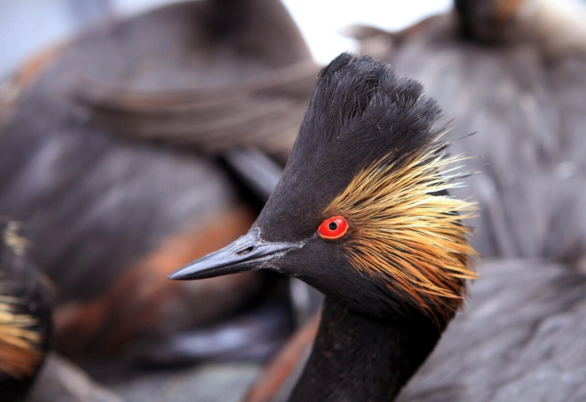 Utah Identifies 256 species of greatest conservation need in new plan