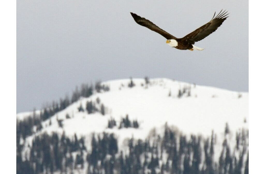 With a wingspan of up to 7 feet, bald eagles are a majestic sight during their annual winter migration to Utah.