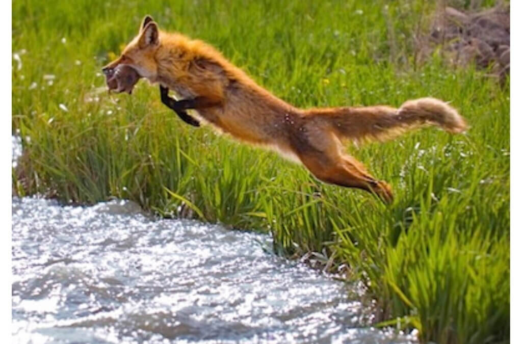 Park City fine-art photographer David Winegar recently earned a bronze medal at the Professional Photographers of America’s International Photographic Competition in Nashville, Tennessee.