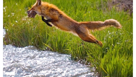 Park City fine-art photographer David Winegar recently earned a bronze medal at the Professional Photographers of America’s International Photographic Competition in Nashville, Tennessee.