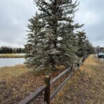 Police are investigating a death after body found in pond near Lucky John and Little Kate.