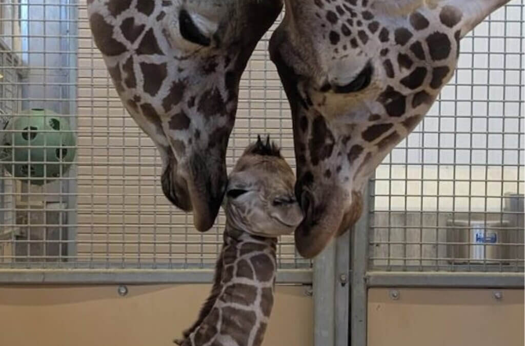 A newborn giraffe calf stands between two adult giraffes inside the African Savanna barn at Utah’s Hogle Zoo after being born Jan. 26, 2026, the zoo said. The male calf was born to Minka and sired by Ja.