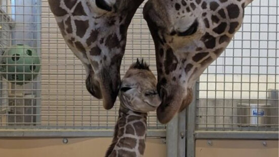 A newborn giraffe calf stands between two adult giraffes inside the African Savanna barn at Utah’s Hogle Zoo after being born Jan. 26, 2026, the zoo said. The male calf was born to Minka and sired by Ja.