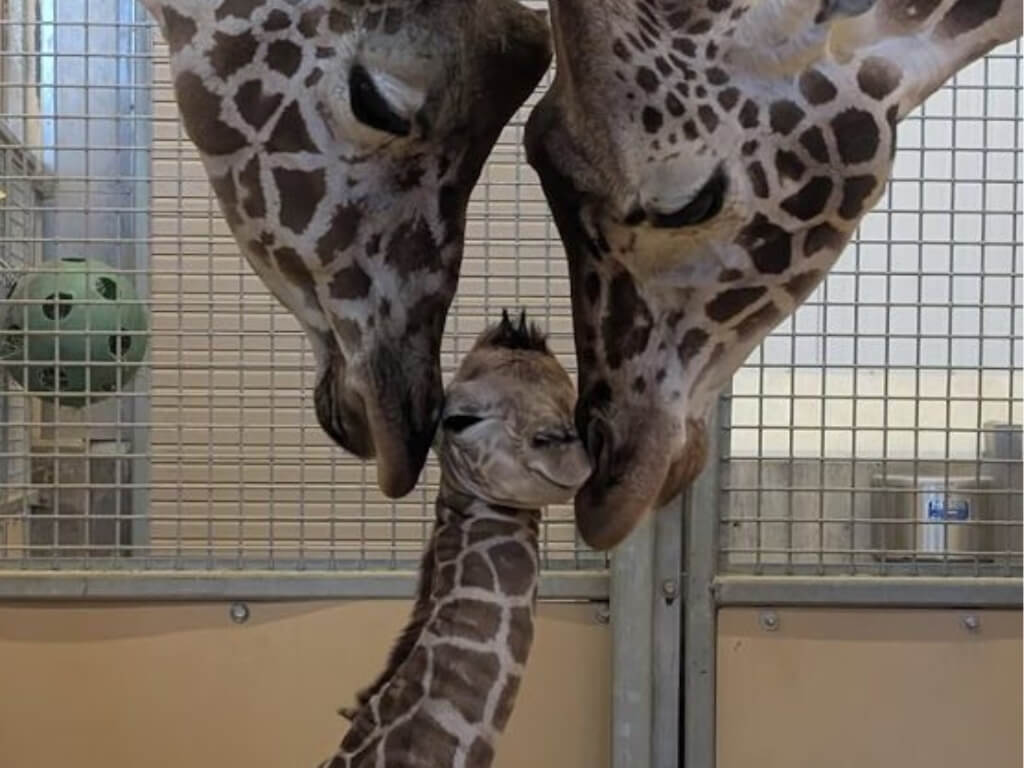 Utah’s Hogle Zoo celebrates arrival of 139-pound bundle of joy