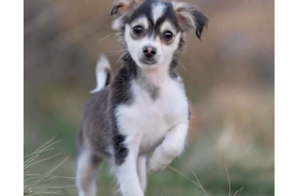 Spooky, a 6-month-old neutered Chihuahua mix, is friendly with dogs, cats and kids — and ready for an active forever home.
