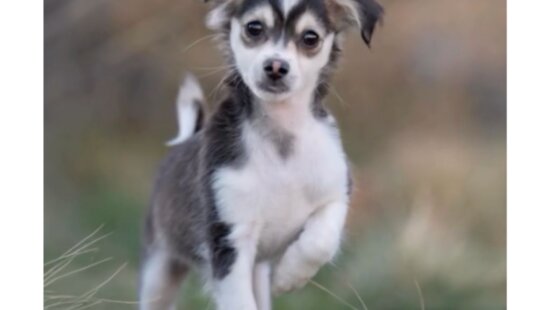 Spooky, a 6-month-old neutered Chihuahua mix, is friendly with dogs, cats and kids — and ready for an active forever home.