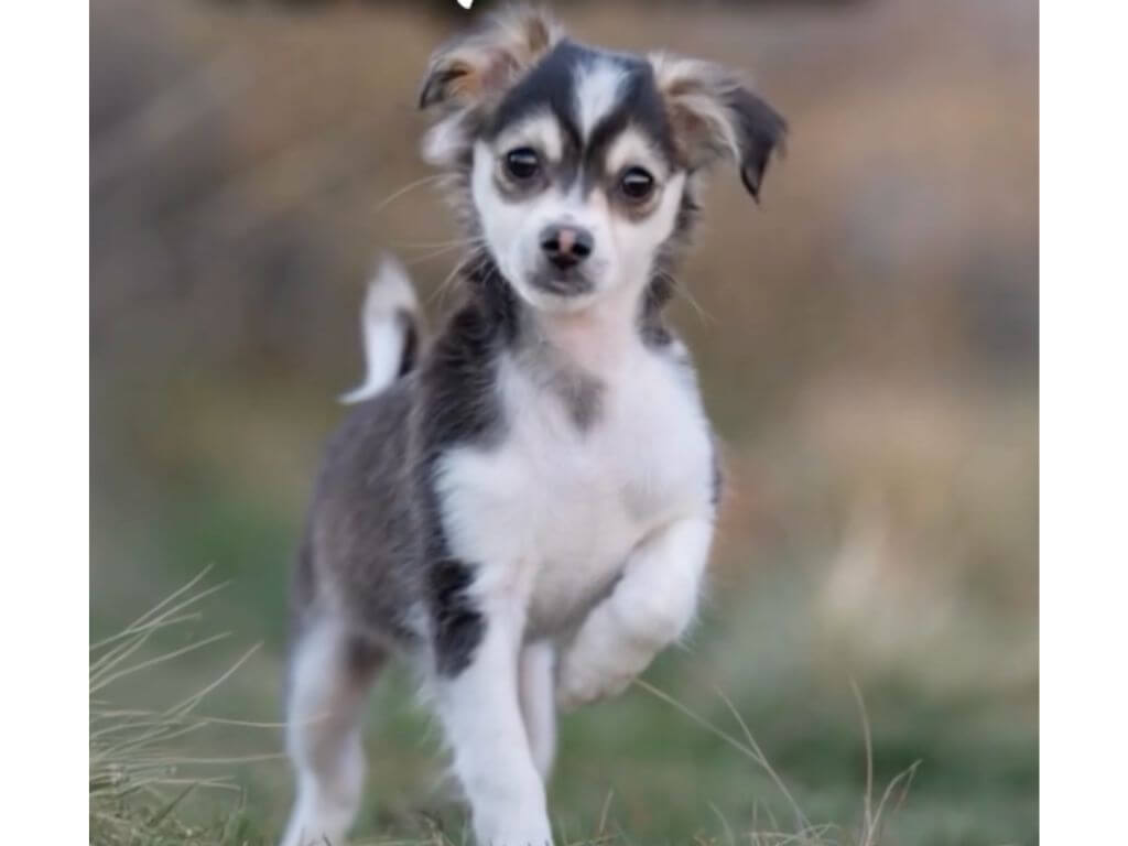 Adoptable pet of the month: Spooky is all charm, no fright