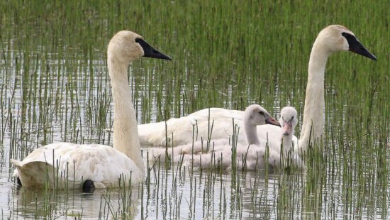 Trumpeter swan family in migration in Utah.