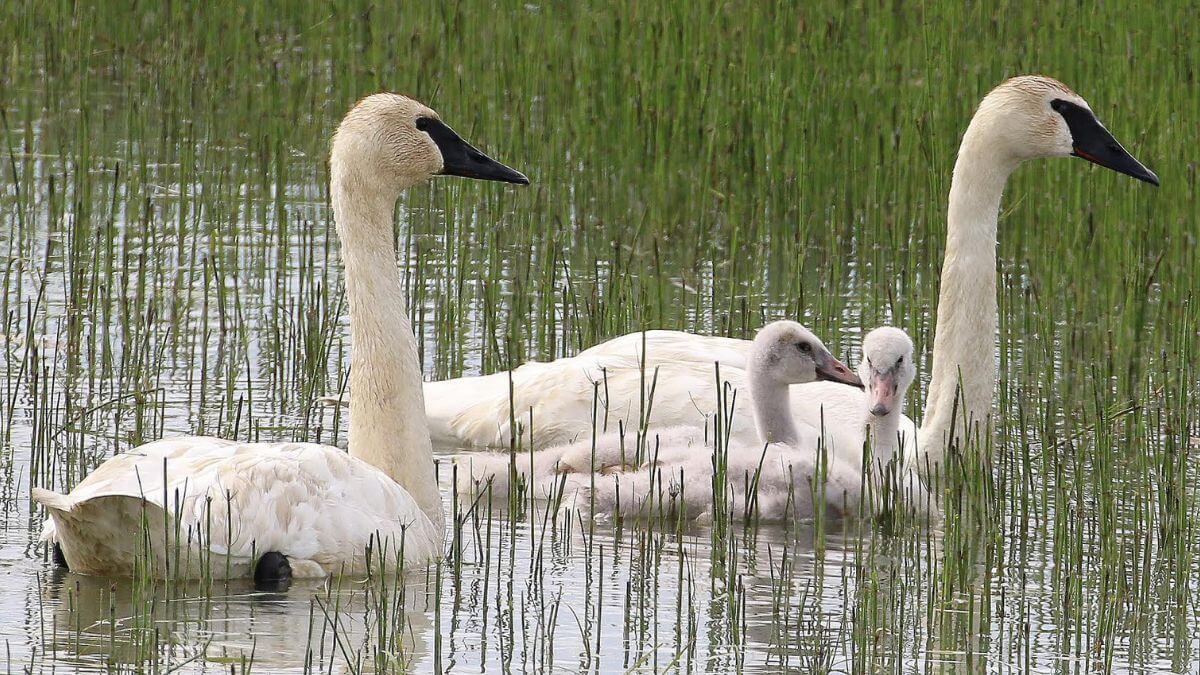 Swans, sweethearts, and spring migration: Where to see Utah’s most romantic birds