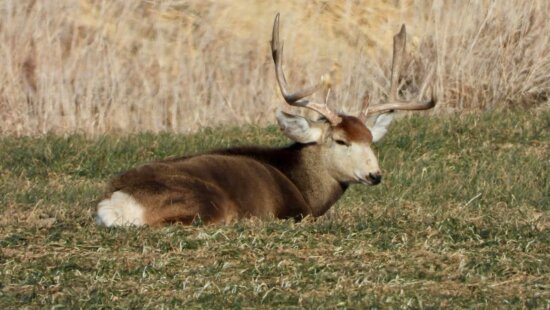 A mule deer exhibiting symptoms of chronic wasting disease.