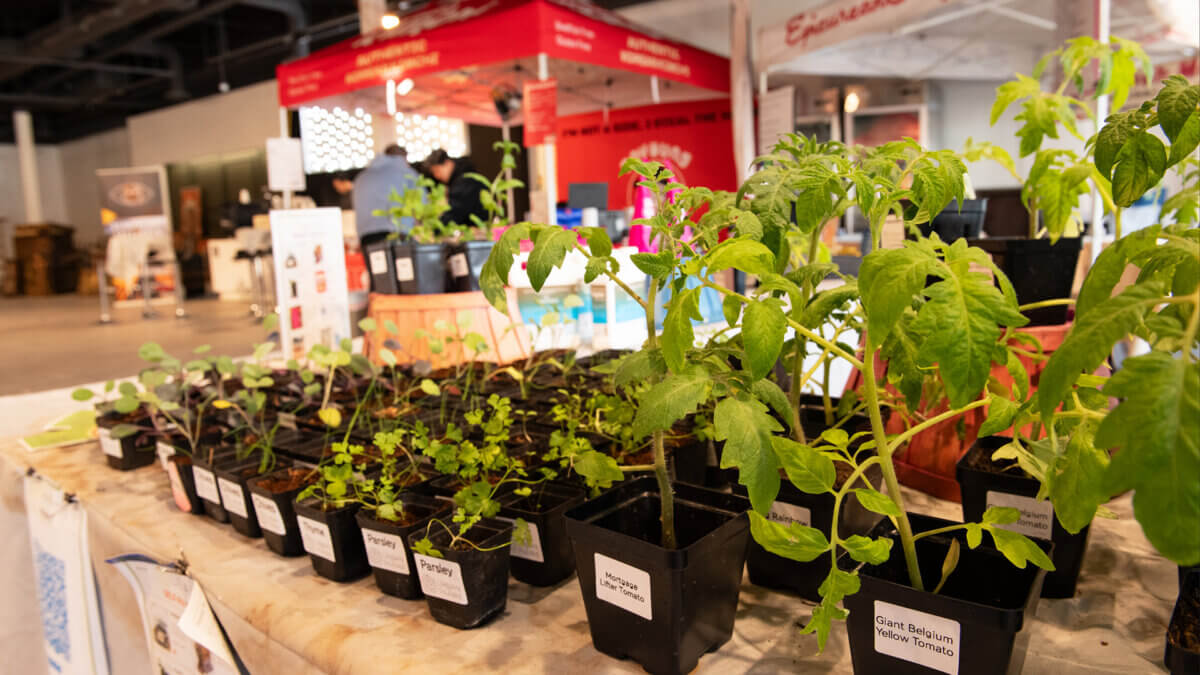 Farmer's Market at Junction Commons, Park City