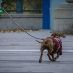 Person walking a dog wearing a sweater