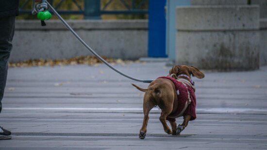 Person walking a dog wearing a sweater