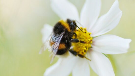 Utah's 2026 Pollinator Habitat Program aims to expand habitat for bees, butterflies, hummingbirds and other pollinators statewide. Applications are open through April 15.