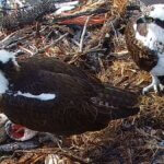 The two resident osprey in their Heber City nest.