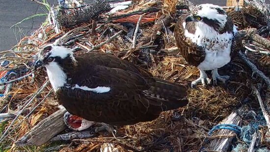 The two resident osprey in their Heber City nest.