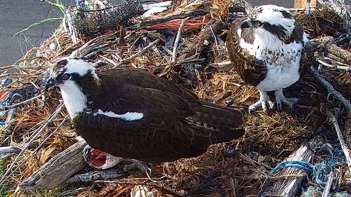 The two resident osprey in their Heber City nest.
