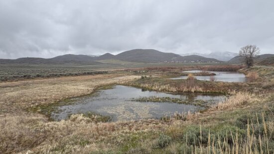 Richardson Flat site.