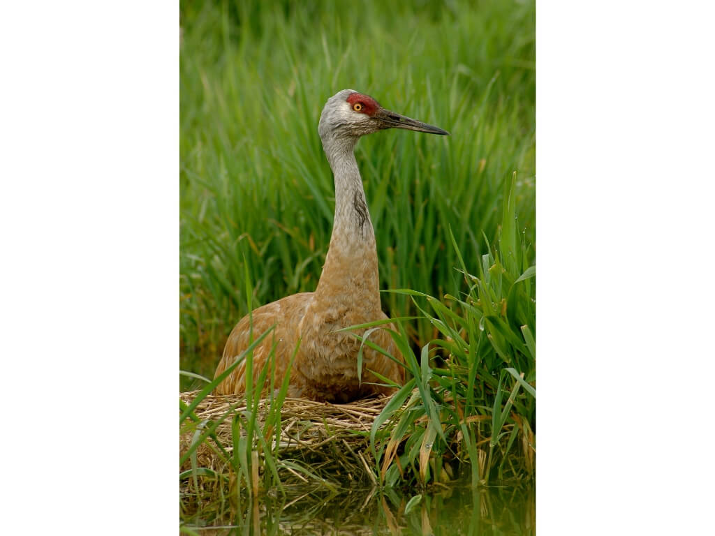 A sandhill crane rests in wetland grasses at Swaner Preserve, one of the seasonal signs of spring returning to the preserve. Photo: Michael Flaherty