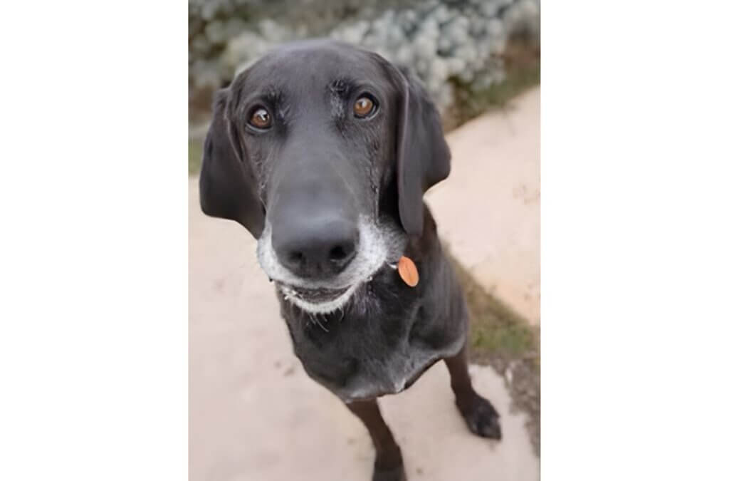 Charlie, a lab-hound mix with soulful eyes and an easygoing spirit, is Fetch Cares’ adoptable pet of the month.
