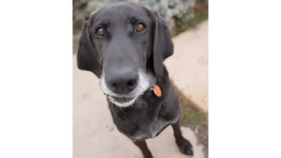 Charlie, a lab-hound mix with soulful eyes and an easygoing spirit, is Fetch Cares’ adoptable pet of the month.