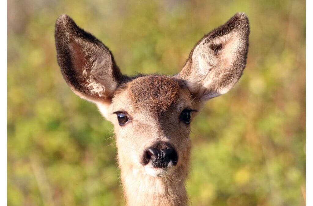 The DWR is marking Earth Day with seven everyday habits Utahns can adopt to help native species.