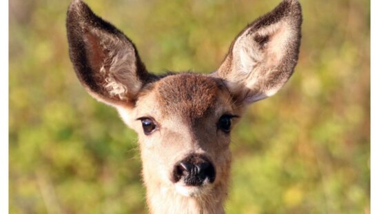 The DWR is marking Earth Day with seven everyday habits Utahns can adopt to help native species.