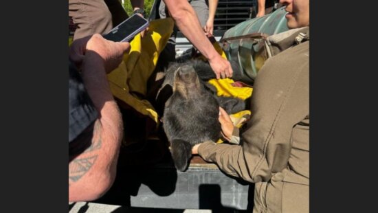 Park City police officers and fire fighters helped Utah DWR remove a black bear from a Park City neighborhood.