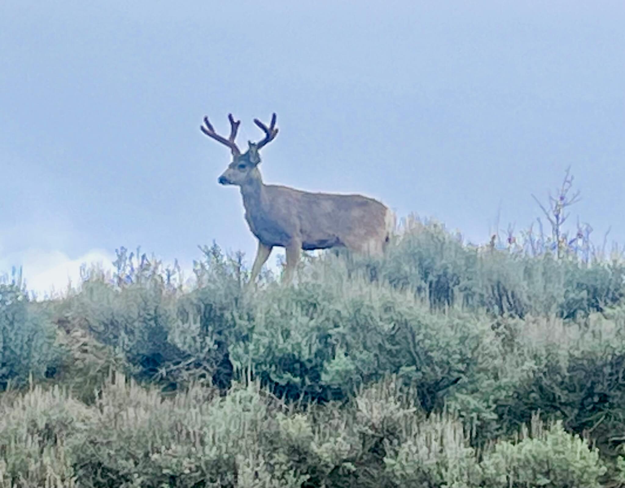 Deer