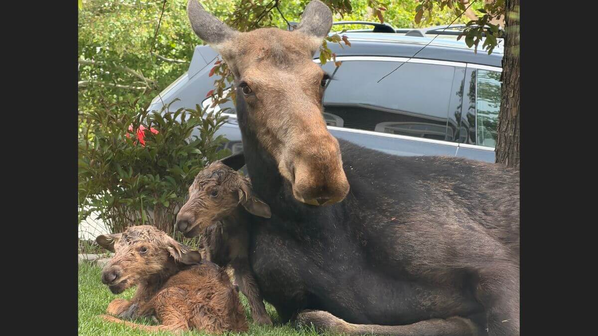 Utah wildlife officials warn drought may push more moose into Wasatch Back neighborhoods