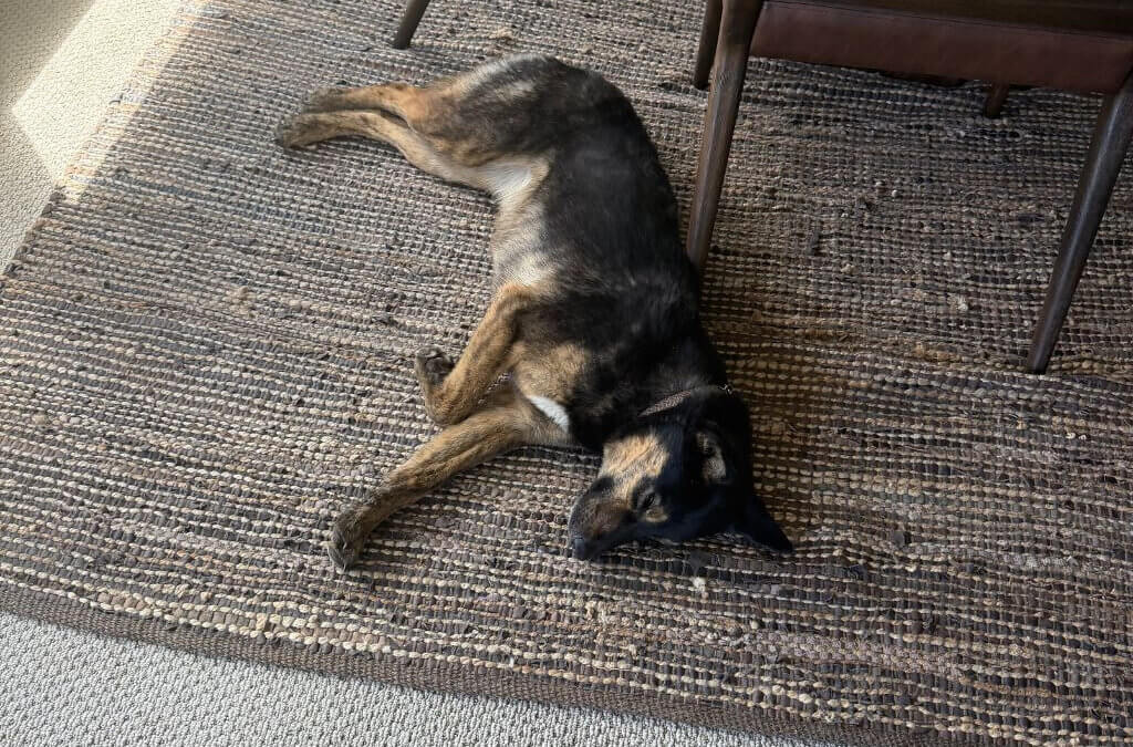 Susie rests at home after being rescued Tuesday following a two-day community search that included trail sightings, volunteers and thermal drone support.