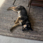 Susie rests at home after being rescued Tuesday following a two-day community search that included trail sightings, volunteers and thermal drone support.
