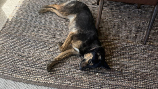 Susie rests at home after being rescued Tuesday following a two-day community search that included trail sightings, volunteers and thermal drone support.