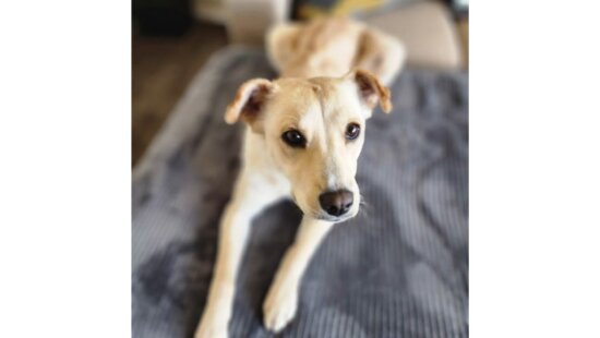 Collette, 3, is looking for a calm home and a patient person. She's available through Rescue Rovers.