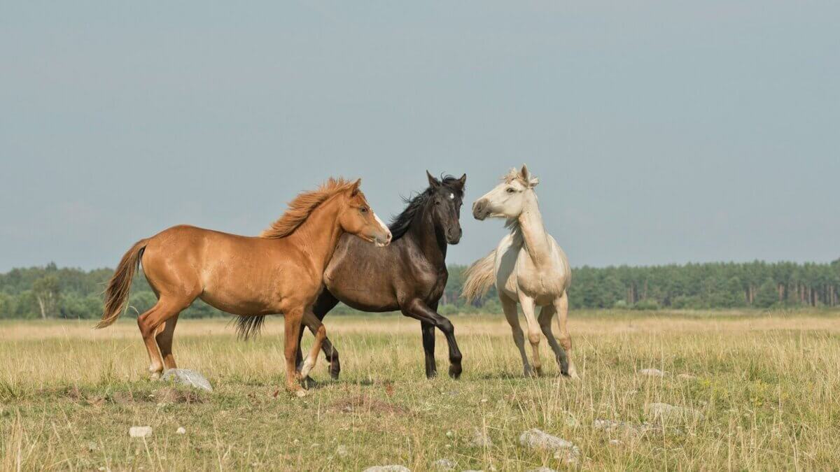 'Rescued Hearts' screening pairs documentary with local equine mental health practitioners.