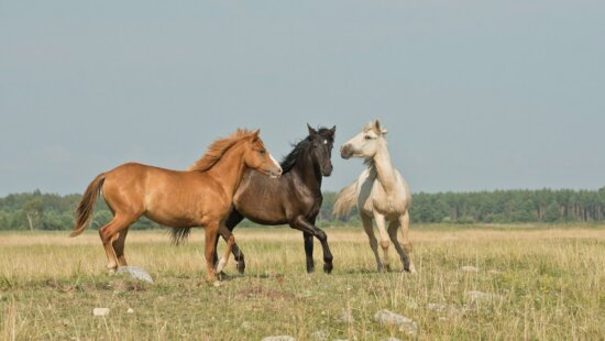 'Rescued Hearts' screening pairs documentary with local equine mental health practitioners.