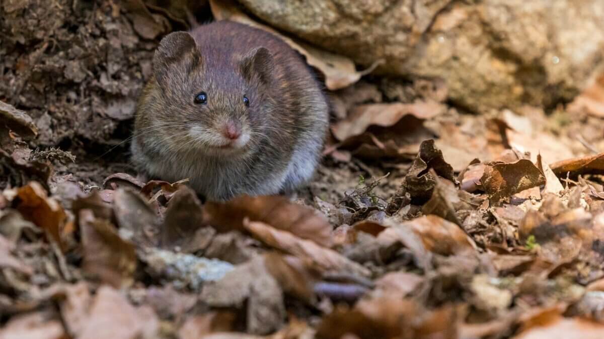 Three Utah residents are in federal quarantine after exposure to hantavirus on an international cruise. State and local health officials say the broader public risk is minimal — but spring cleanup season is a reminder of the everyday rodent-borne risk closer to home.