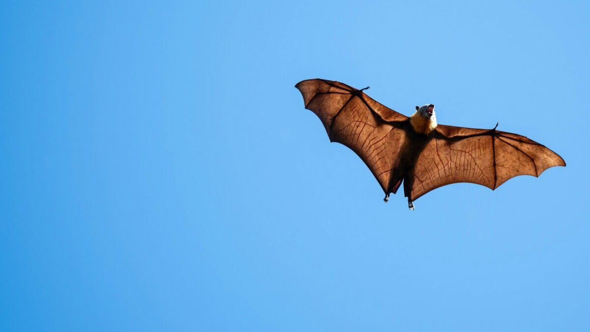 Summit County Health Department is reminding residents to seek guidance after any direct contact with a bat, including a bite, scratch or waking up to find a bat in the room.