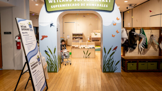 A child explores Swaner Preserve & EcoCenter’s Wetland Supermarket, an imaginative play exhibit that invites visitors to shop for the resources wetland animals need to survive. The popular exhibit will remain open through the summer. Photo courtesy of Swaner Preserve & EcoCenter.