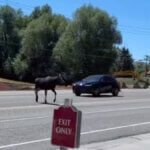 A moose steps into SR-224 as a vehicle continues through the crossing, the near miss residents have been warning about.