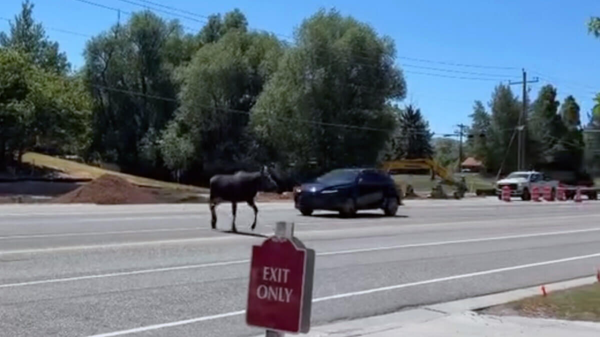 A moose steps into SR-224 as a vehicle continues through the crossing, the near miss residents have been warning about.