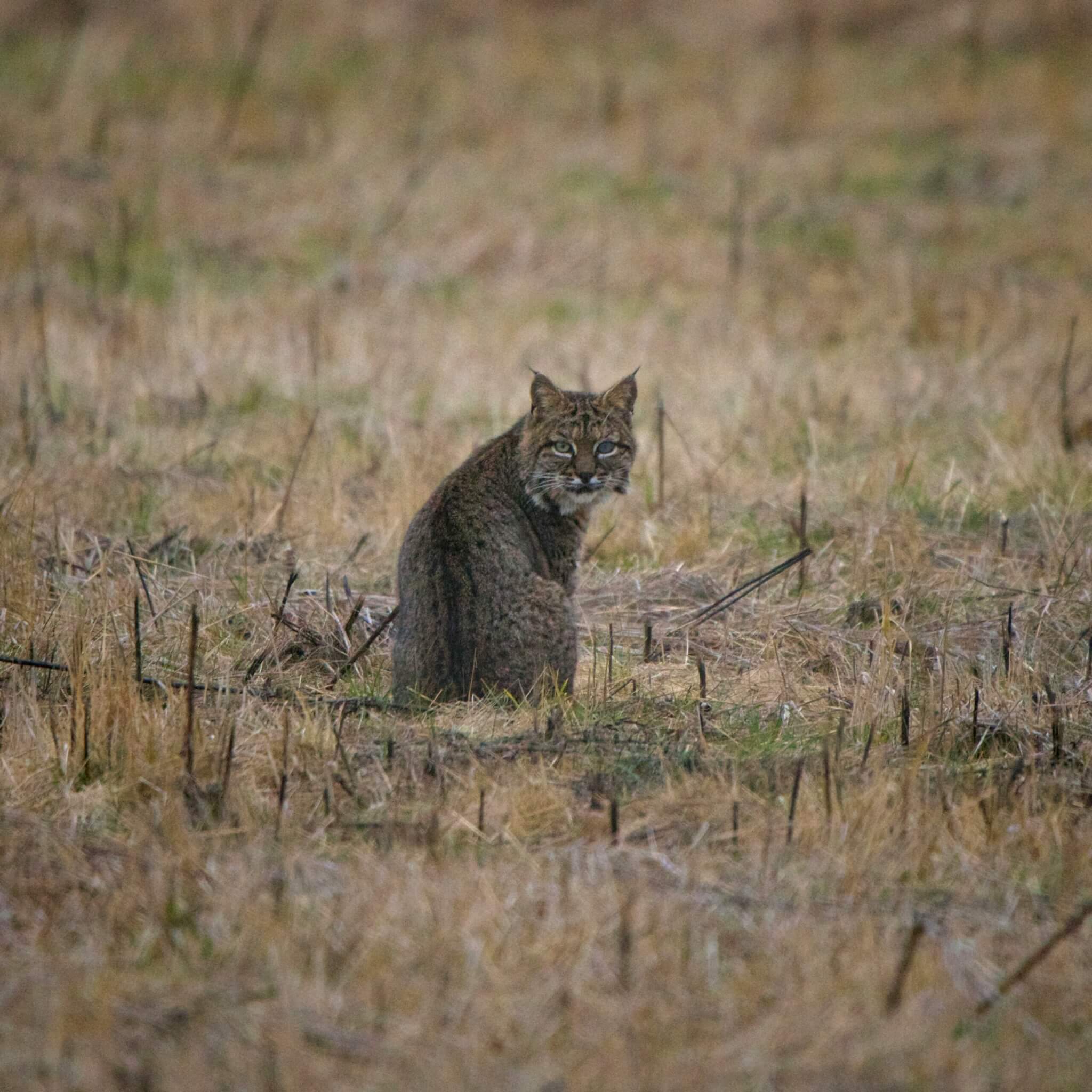 Uninvited and unbothered: Bobcat tours Wasatch County apartment ...